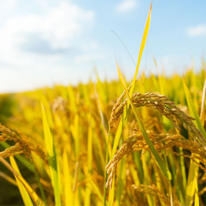 eco friendly farming